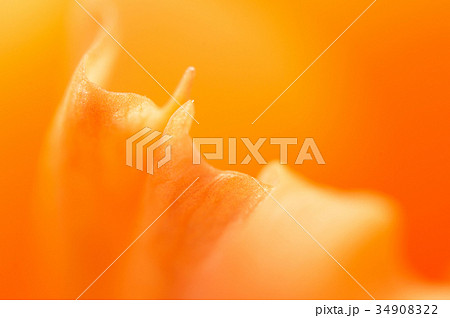 Glad flower fragment 34908322