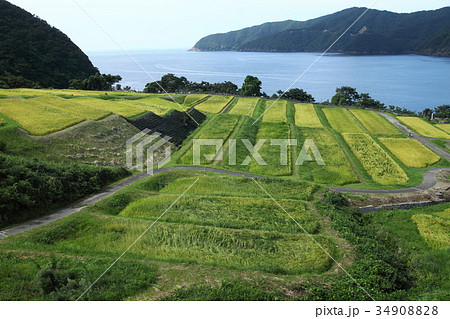 田烏の棚田 34908828