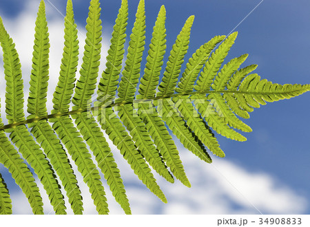 Green leaf of fern 34908833