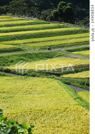 田烏の棚田 34908834