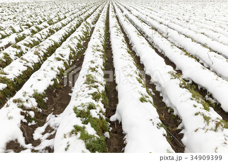 agricultural field agricultural field 34909399