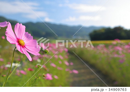 コスモスロード コスモスロード 34909763