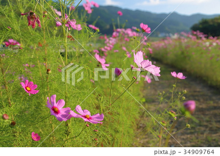 コスモスロード コスモスロード 34909764