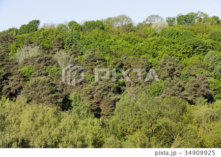 Mixed forest Mixed forest 34909925