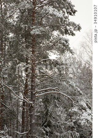 forest in winter 34910107