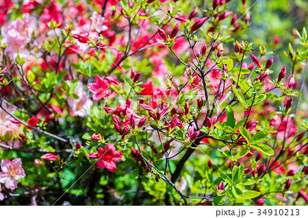 Azalea flowers in the garden Azalea flowers in the garden 34910213