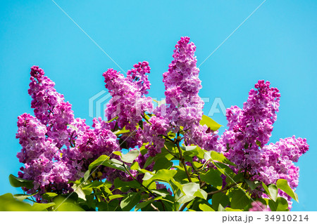 lilac bush against sky in the garden lilac bush against sky in the garden 34910214
