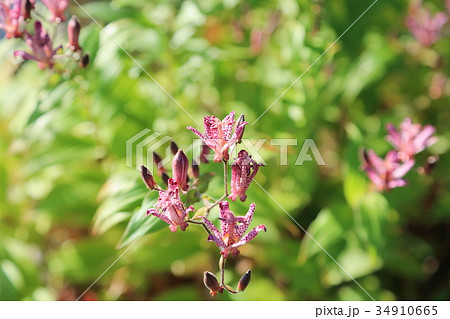 ホトトギスの花 34910665