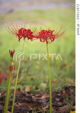ヒガンバナ ヒガンバナ 34911872