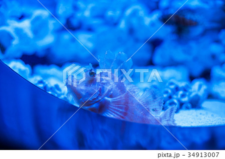 Different marine animals Different marine animals 34913007