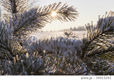 Pines in the rime 34913201