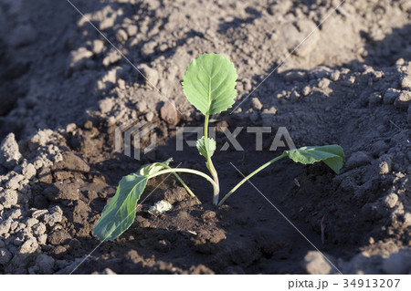 Young green cabbage 34913207