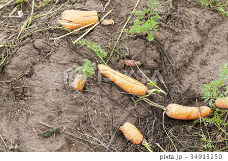 An agricultural field with a crop An agricultural field with a crop 34913250