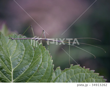 Northern Walking Stick 34913262