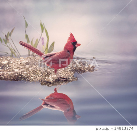 Male Northern Cardinal 34913274