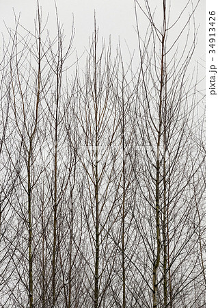 Trees in winter 34913426