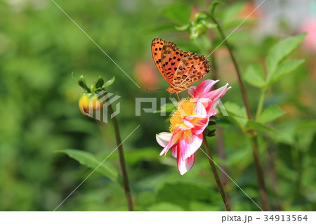 赤いダリアの花にツマグロヒョウモンチョウ 34913564