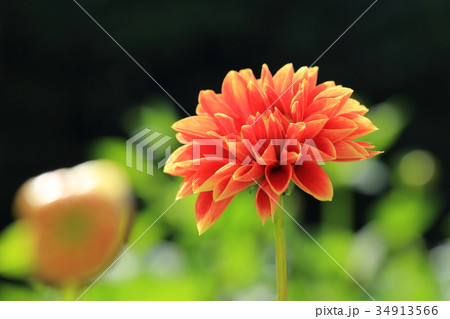 オレンジ色のダリア　唱歌 34913566