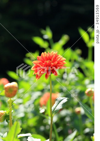 オレンジ色のダリア 唱歌 オレンジ色のダリア 唱歌 34913569