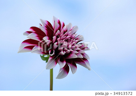 濃い紫色のダリア アツテイラ 濃い紫色のダリア アツテイラ 34913572