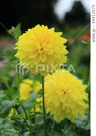 黄色いダリア　月光美 34913575