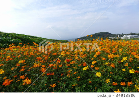 ガマの穂、ガマ、ガマ科、ガマ属、多年草、抽水植物、鹿田山フットパス、群馬県、みどり市、笠懸町、10月 34913886
