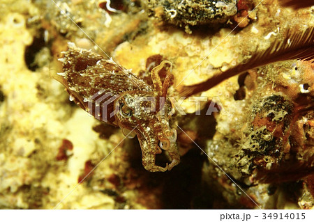 イカ（怒るボウズコウイカ　背面の岩にカモフラージュした色　葉山） 34914015