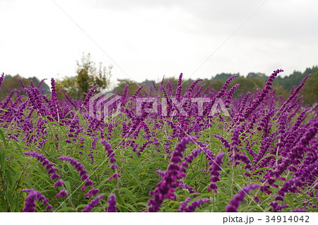 紫の花 34914042