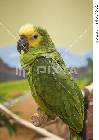 アオボウシインコ アオボウシインコ 34914561