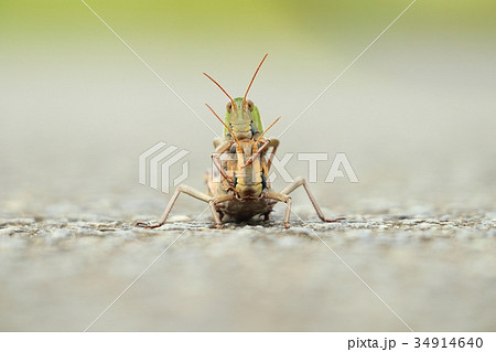トノサマバッタ 34914640