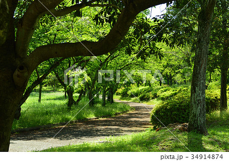 青空の公園、奥に伸びる道 青空の公園、奥に伸びる道 34914874