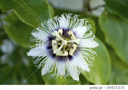 パッションフルーツの花（果物時計草） 34915335