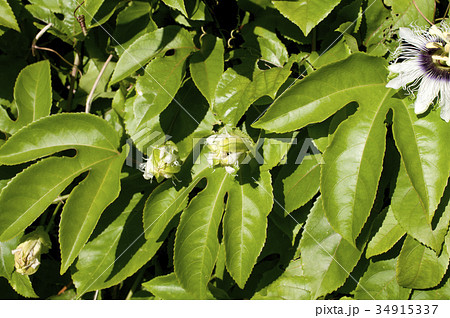 パッションフルーツのつぼみ(果物時計草) パッションフルーツのつぼみ(果物時計草) 34915337