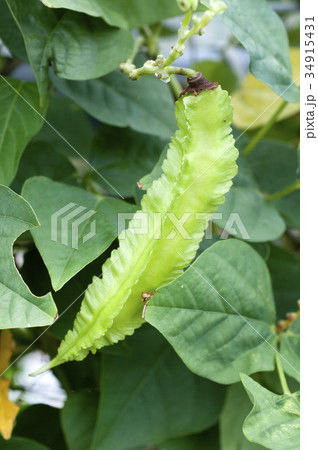 シカクマメ(ウリズンマメ) シカクマメ(ウリズンマメ) 34915431