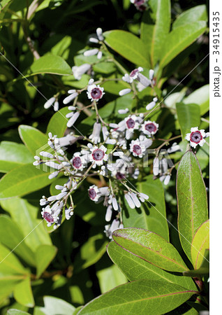 ヘクソカズラの花 34915435
