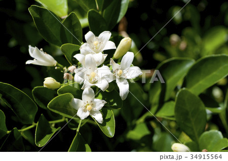 ゲッキツ シルクジャスミン の花の写真素材