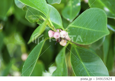ガジュマルの実 ガジュマルの実 34915924