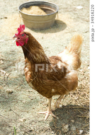 ニワトリ ニワトリ 34916220