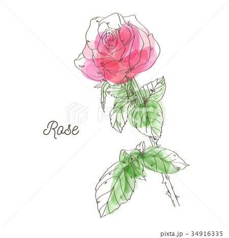 Beautiful pink rose illustration on white Beautiful pink rose illustration on white 34916335