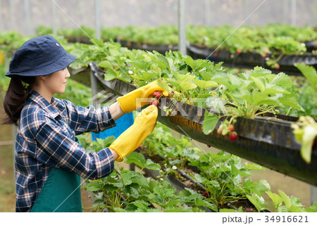 Harvesting Fresh Strawberries Harvesting Fresh Strawberries 34916621