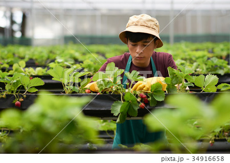 Picking Ripe Strawberries Picking Ripe Strawberries 34916658