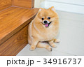 pomeranian dog cute pets short hair style in home 34916737
