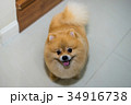 pomeranian dog cute pets short hair style in home 34916738