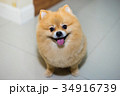 pomeranian dog cute pets short hair style in home 34916739