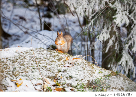 Squirrel at winter 34916797