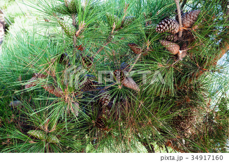 cones of Crimean Pine (Pinus Nigra Pallasiana) 34917160