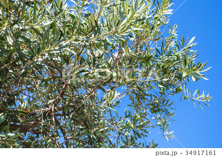 branch of olive tree and blue sky in Crimea 34917161