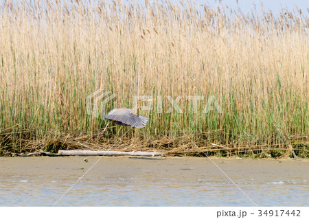 Purple heron close up.Po river lagoon 34917442