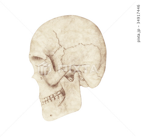 Side profile view of human skull on white 34917446