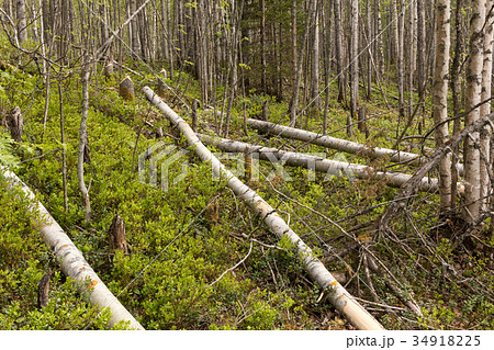 Aspen trunks cut down by beaver 34918225